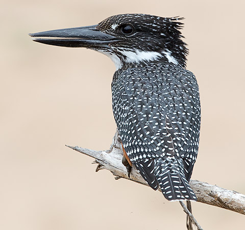 Giant Kingfisher female